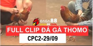 Full Clip Đá Gà CPC2 Thomo Campuchia 29/09/2024