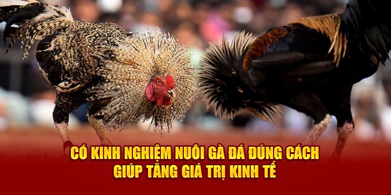 Có kinh nghiệm nuôi gà đá đúng cách giúp tăng giá trị kinh tế