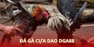 Đá gà cựa dao là gì | Hình thức gà đá hay nhất daga88