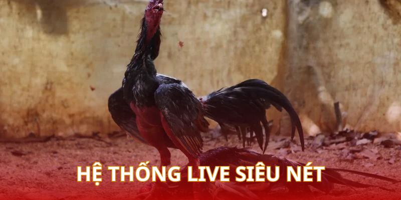 Đá gà cựa dao tại DAGA88 sở hữu hệ thống live cực nét