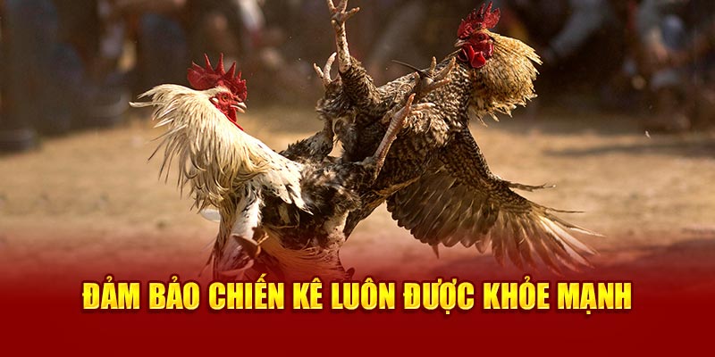 Đảm bảo chiến kê luôn được khỏe mạnh