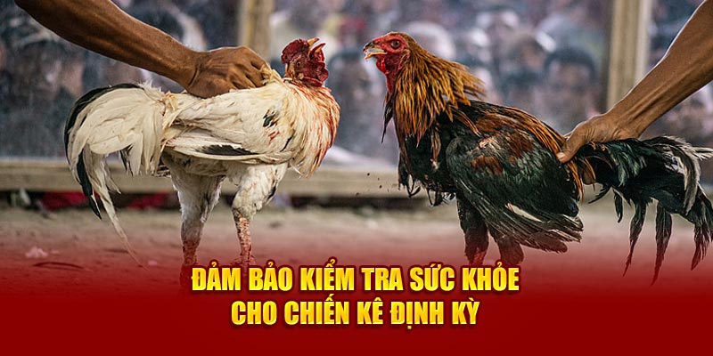 Đảm bảo kiểm tra sức khỏe cho chiến kê định kỳ