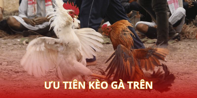 Hội viên tham gia đá gà nên ưu tiên bắt kèo cược trên