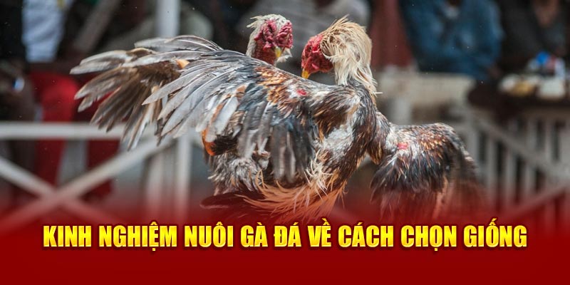 Kinh nghiệm nuôi gà đá về cách chọn giống